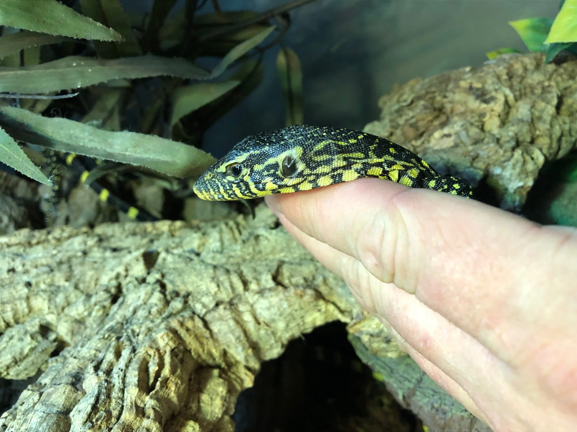 Ornate Nile Monitor babies $150 Beautiful! Very smart and personable. Will have individual photos once they are established and all fat and happy in October sometime. 6 available! 