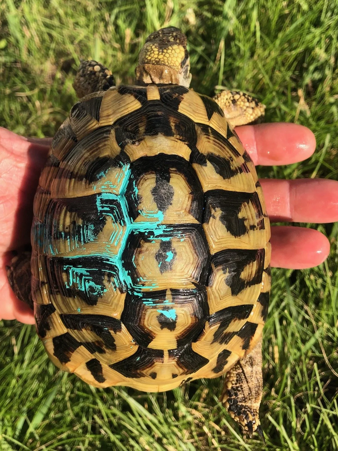 (Aqua) Hermann's Tortoise male 5" $235 (ON HOLD)