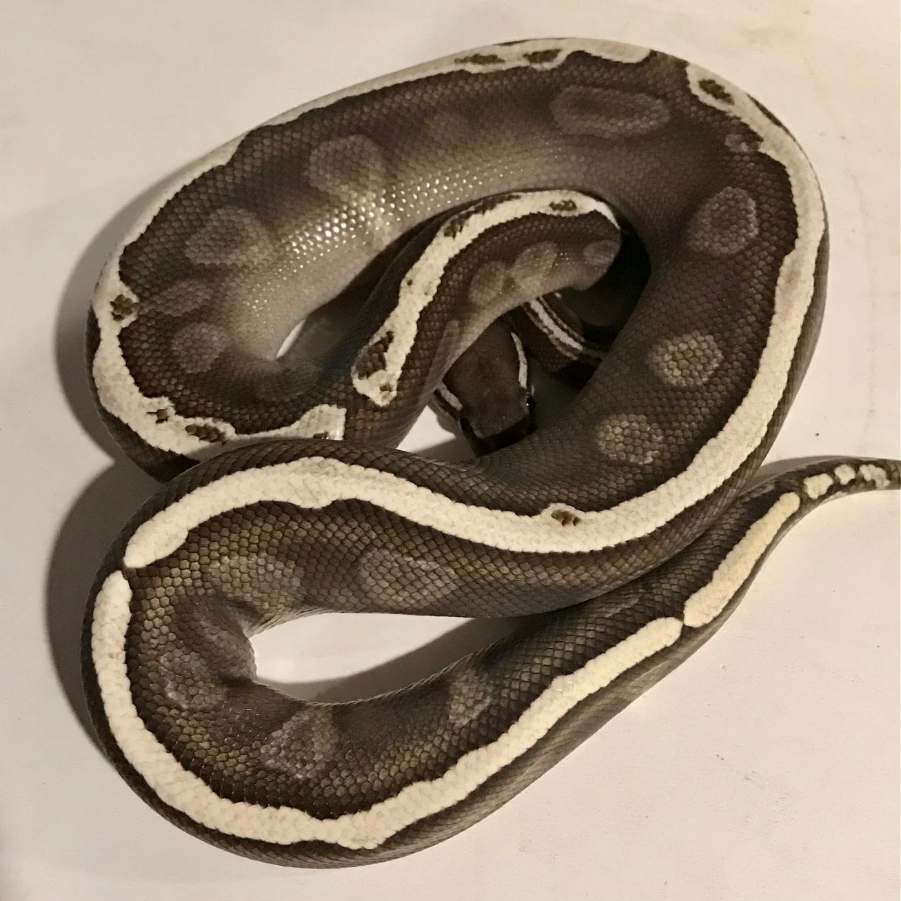 m	GHI Lesser	$180
