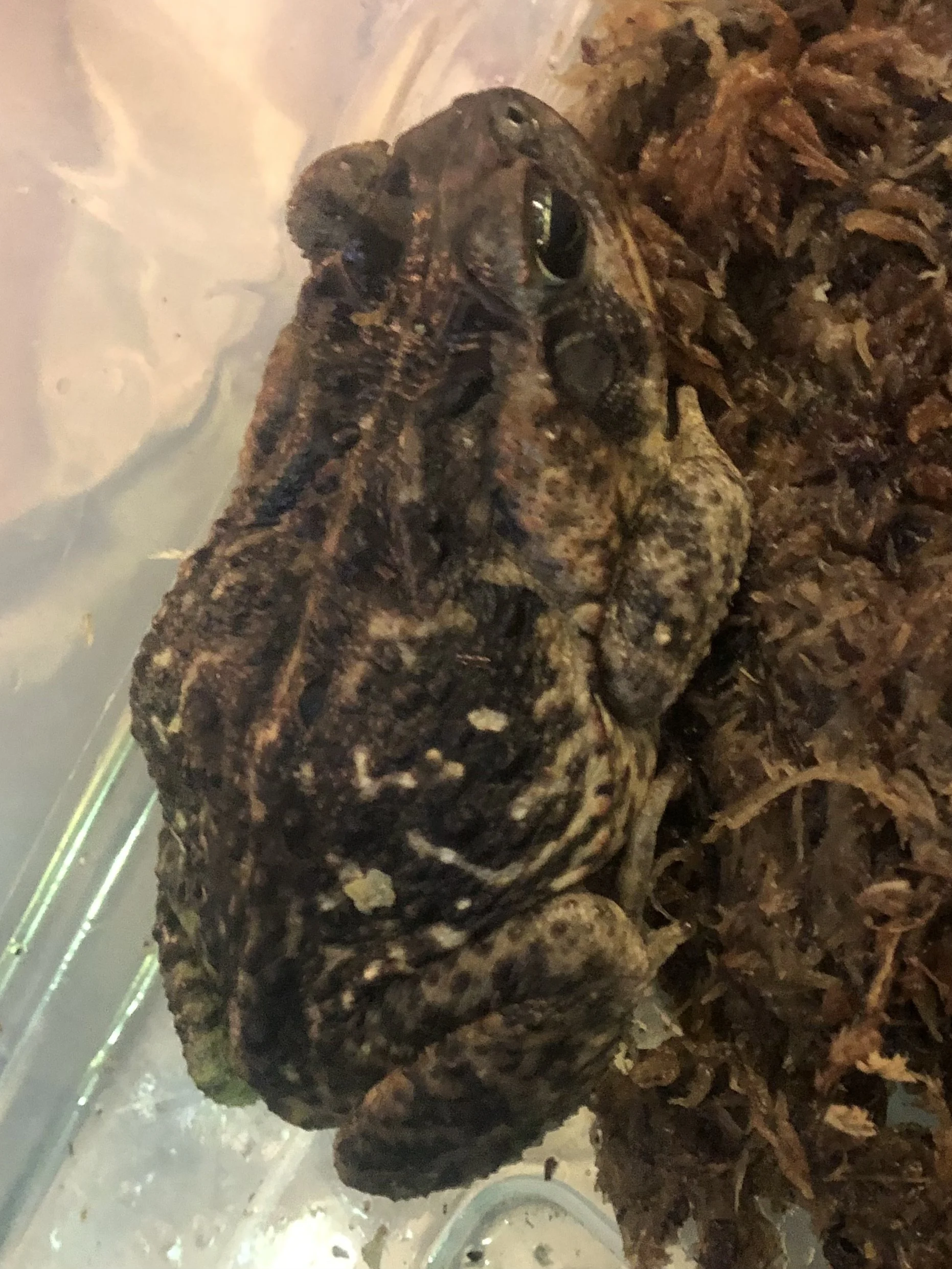 Cane Toad big fat juvenile $50 (probably female)