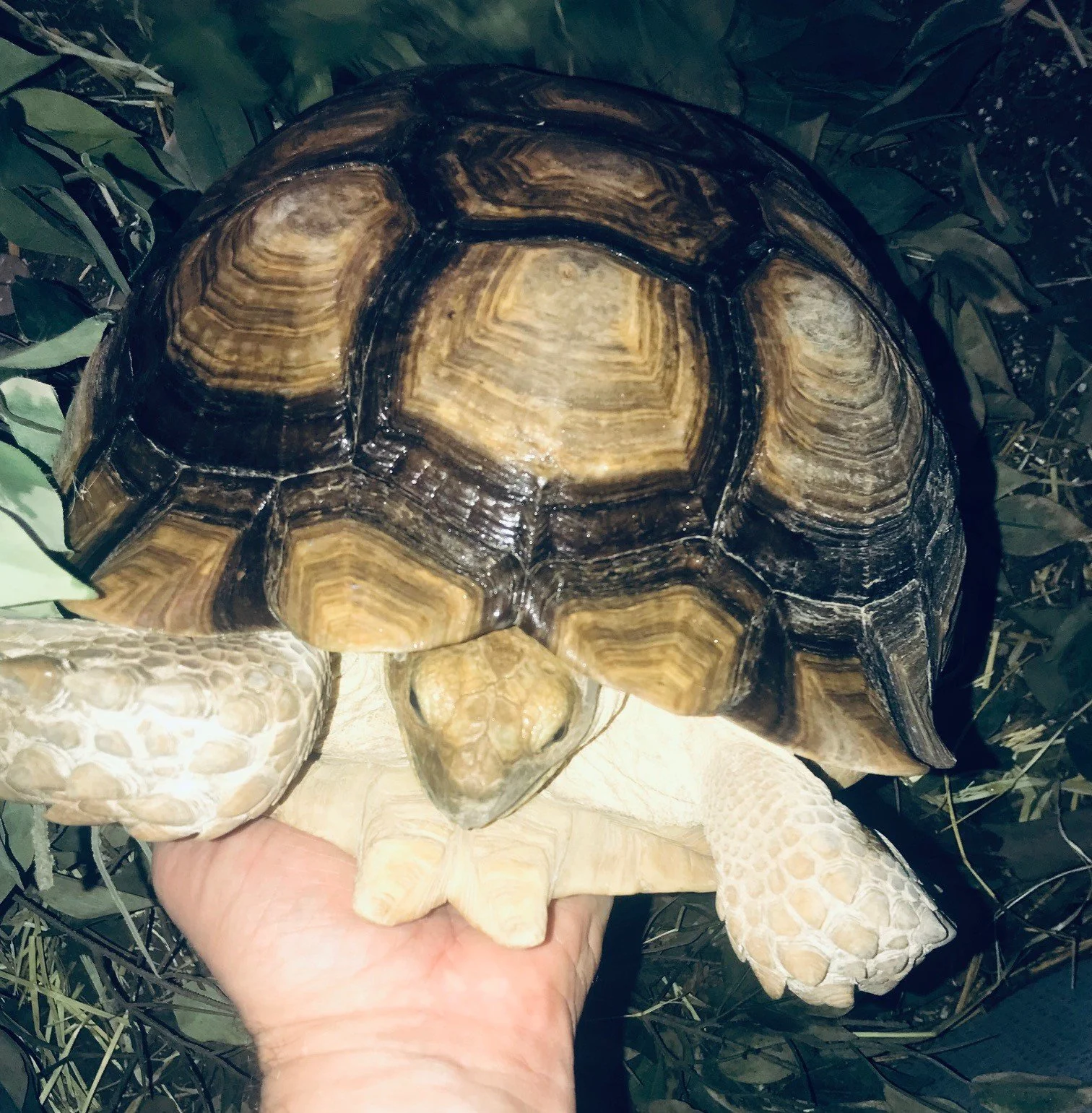 8" Sulcata Female (Sudanese Subspecies) $275