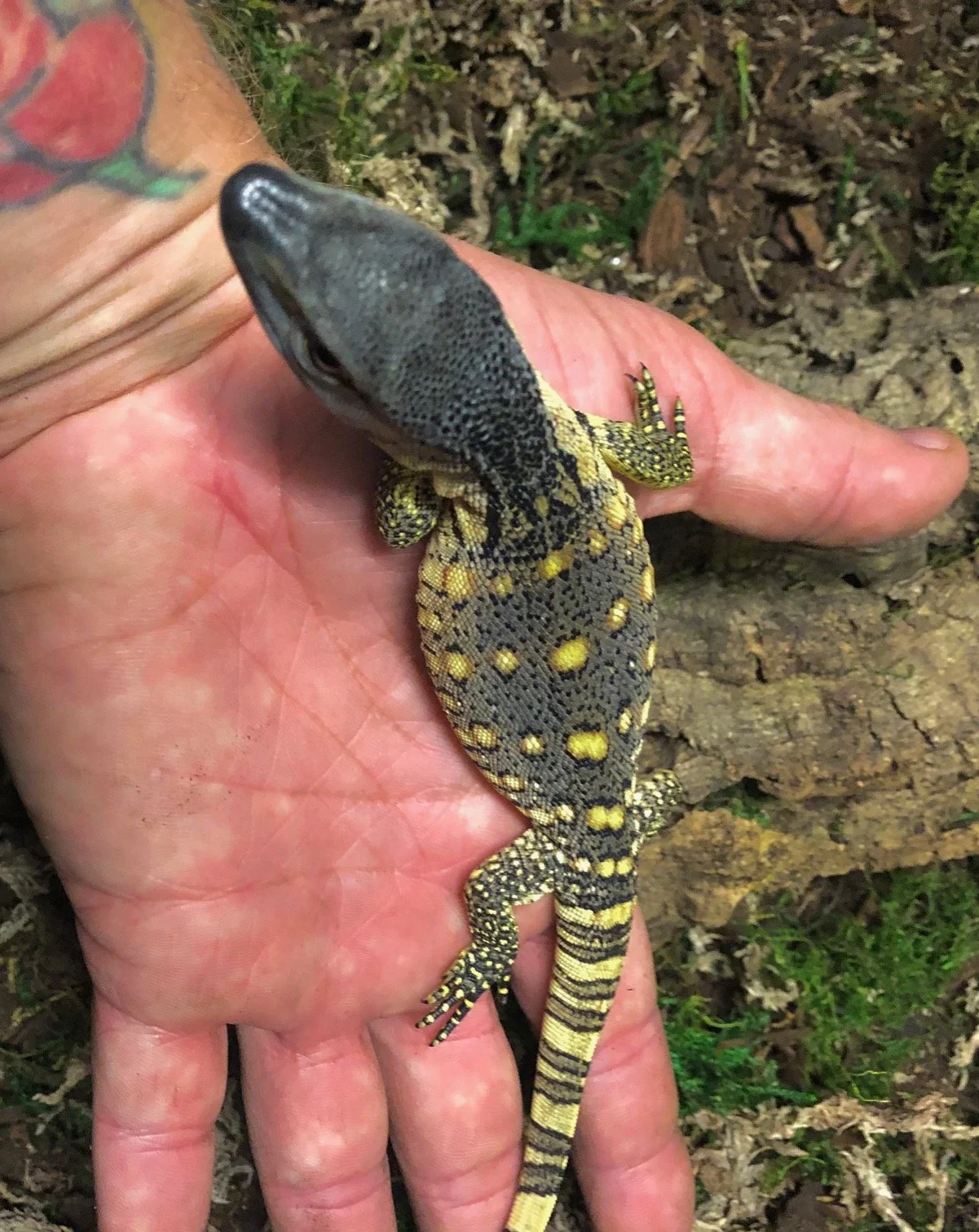 Black Throat Monitor Babies unsexed $375