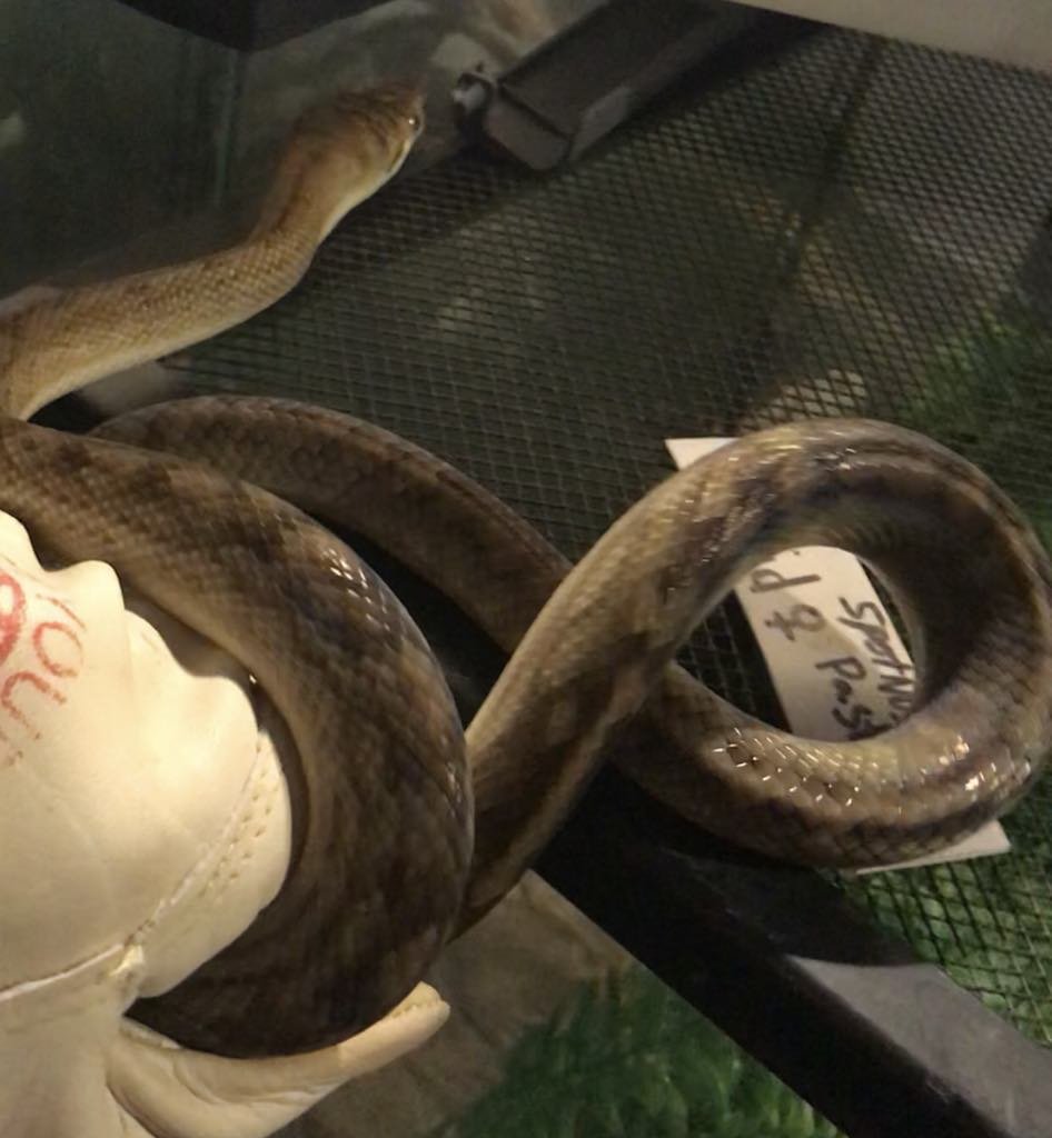 ID# WCSSP-F233 Female Southern Scrub Python $400 2.5 years old 3 feet long, doing great with handling, not serious about striking at all, but I still always wear gloves. I also have a male the same age and size, just different shade of color.