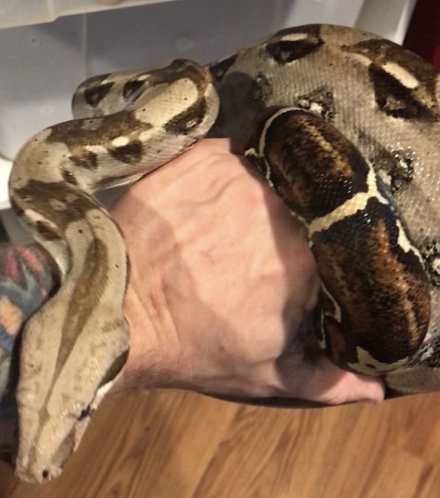 ID# SBCI-F211 Female BCI Boa $150 She's about 3ft long, 6 pounds. Very friendly and beautiful light body color and bold tail. I'd guess that a parent or grandparent was a BCC.