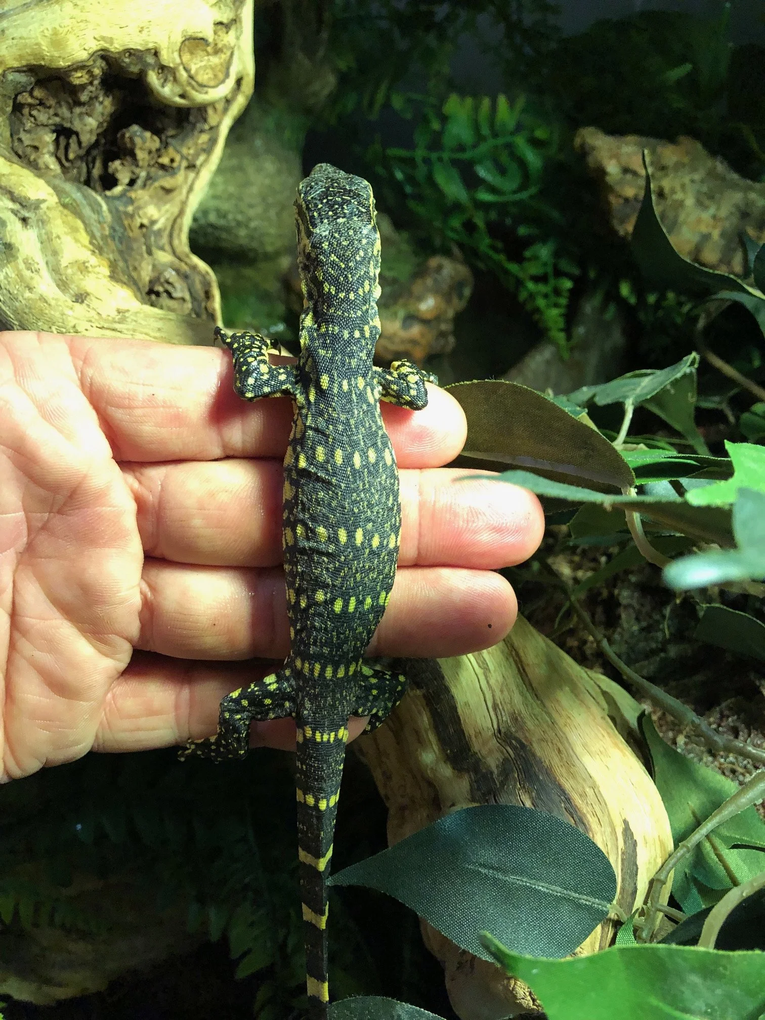 Ornate Nile Monitor babies $150 Beautiful! Very smart and personable. Will have individual photos once they are established and all fat and happy in October sometime. 6 available! 