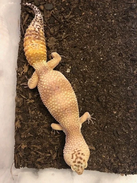 Big Big Fat Adult male Leopard Gecko $20