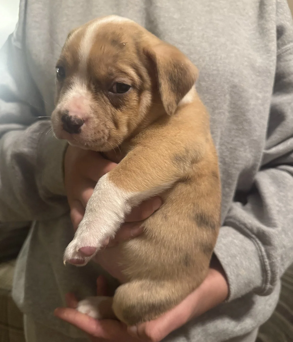 "Cliff" Fawn Merle male $1300 This one is my daughter's favorite probably. Chonky and extra handsome. 