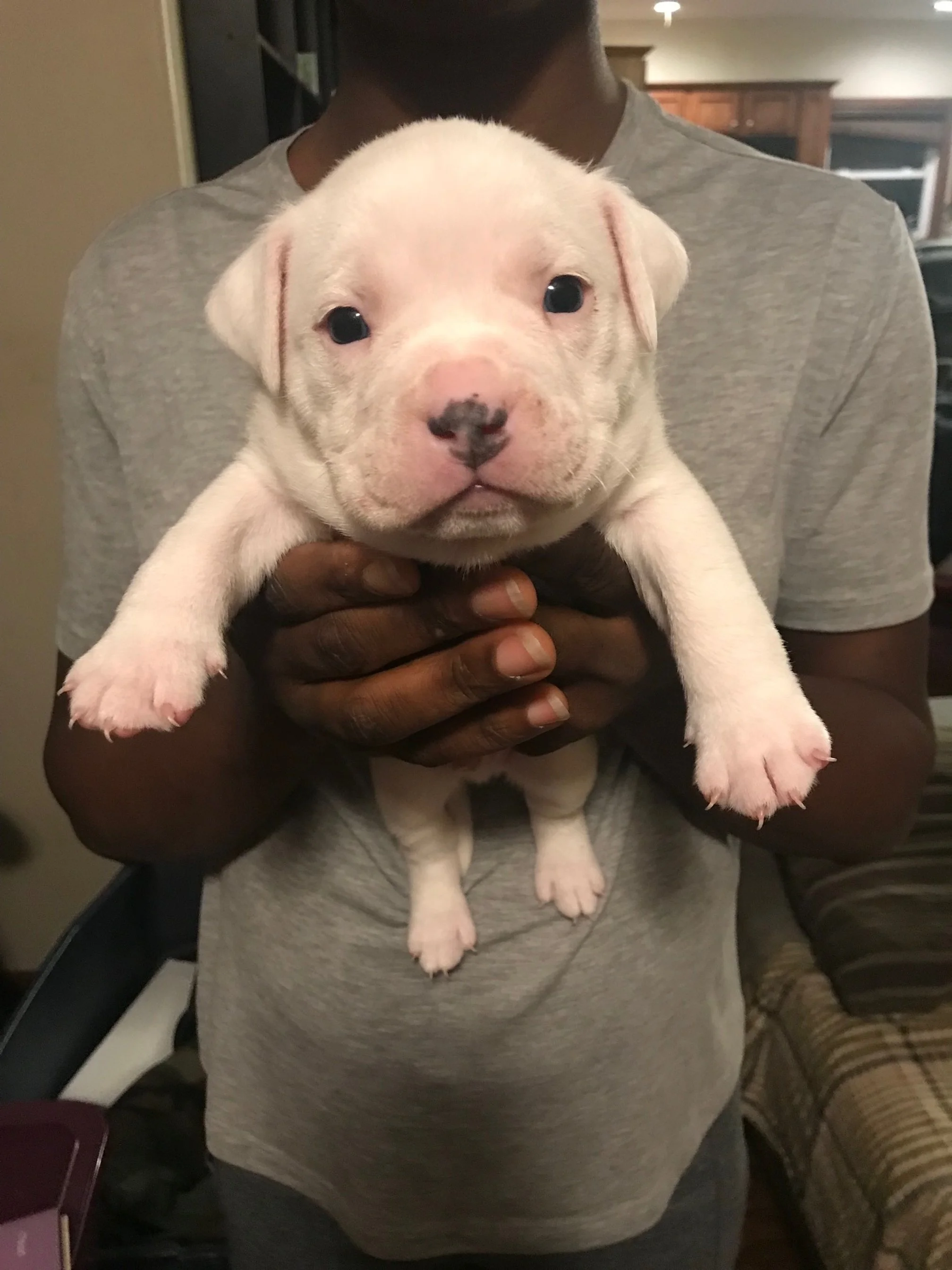 "Polar Bear" Extreme Piebald 100% white male with black nose $1500 Chonkiest out of the whole litter. Lazy too! (ON HOLD)
