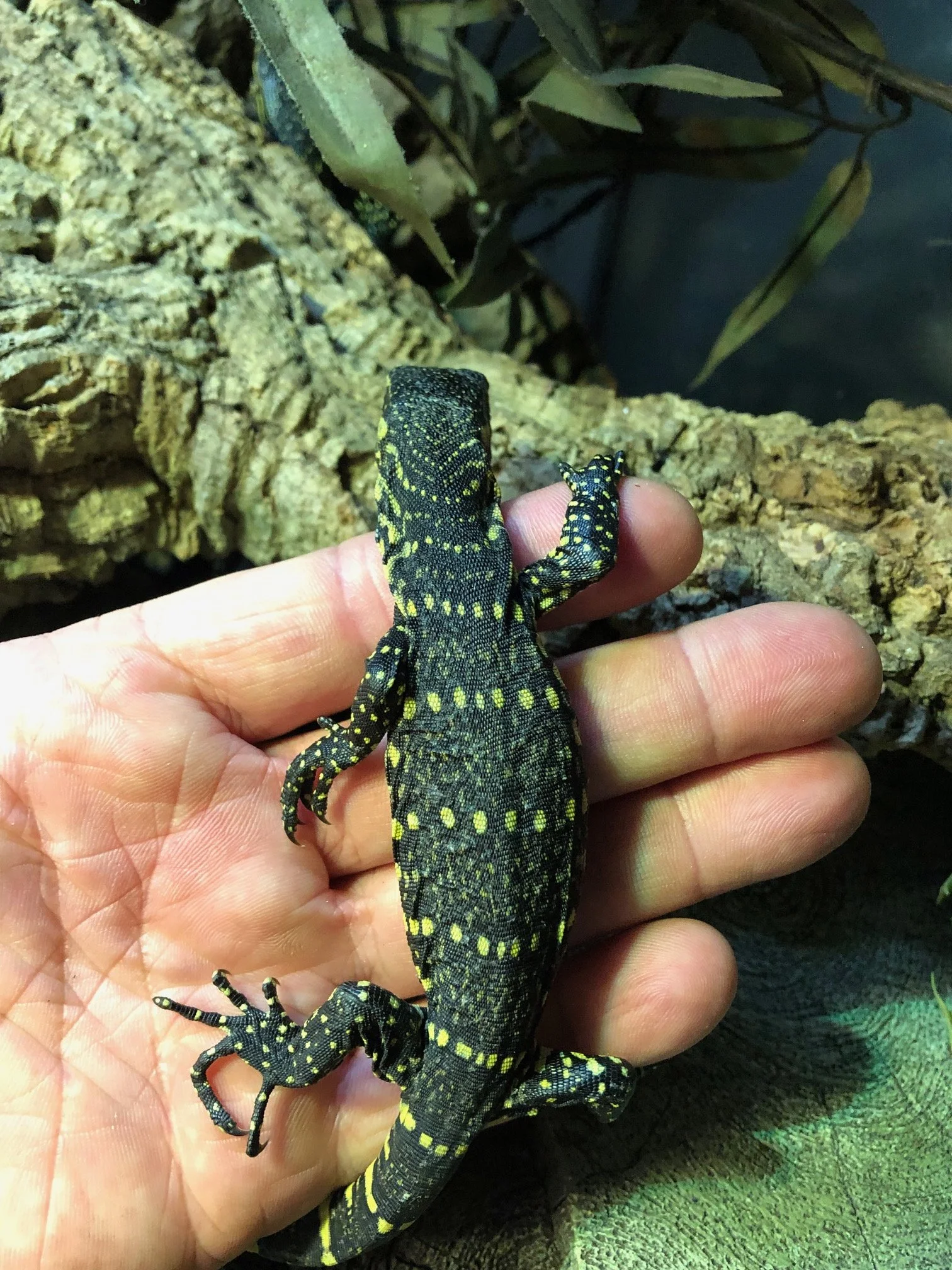 Ornate Nile Monitor babies $150 Beautiful! Very smart and personable. Will have individual photos once they are established and all fat and happy in October sometime. 6 available! 