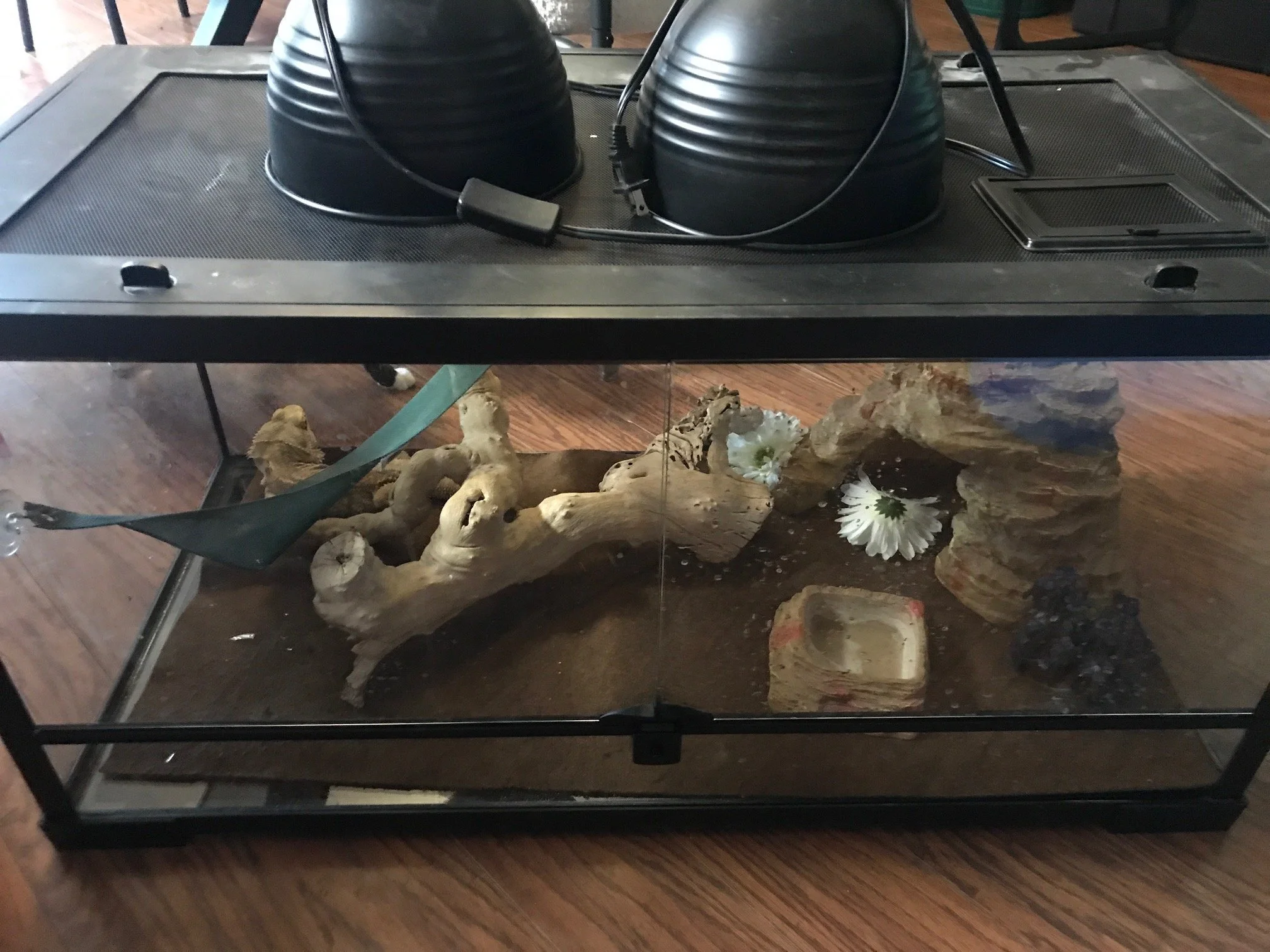 40 gallon front open tank. One door falls off if you open it, but it stays in place if you don't mess with it $40