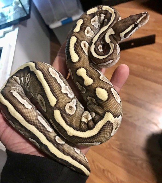 This is some combination of Orange Dream Lesser Yellow Belly & Fuego. Not all four. Male 300g $80