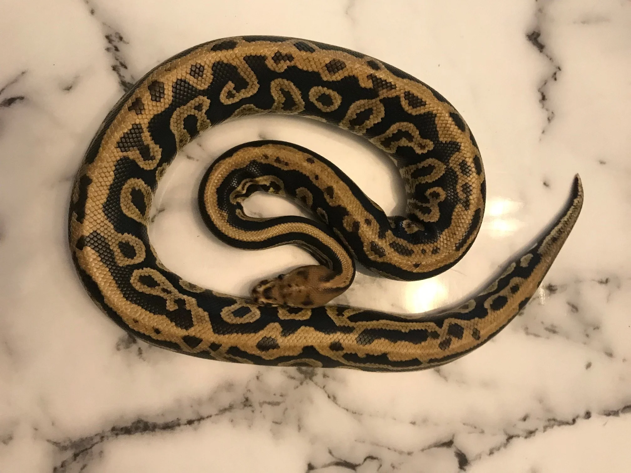 m	Cypress Leopard Spotnose	$275
