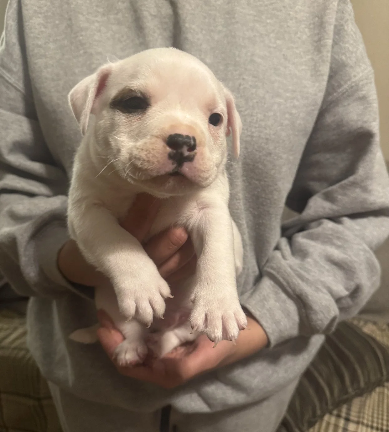 "Jax" Extreme Piebald Brindle male $1500 Very unique dog here! I've personally never seen one like him anywhere before. 