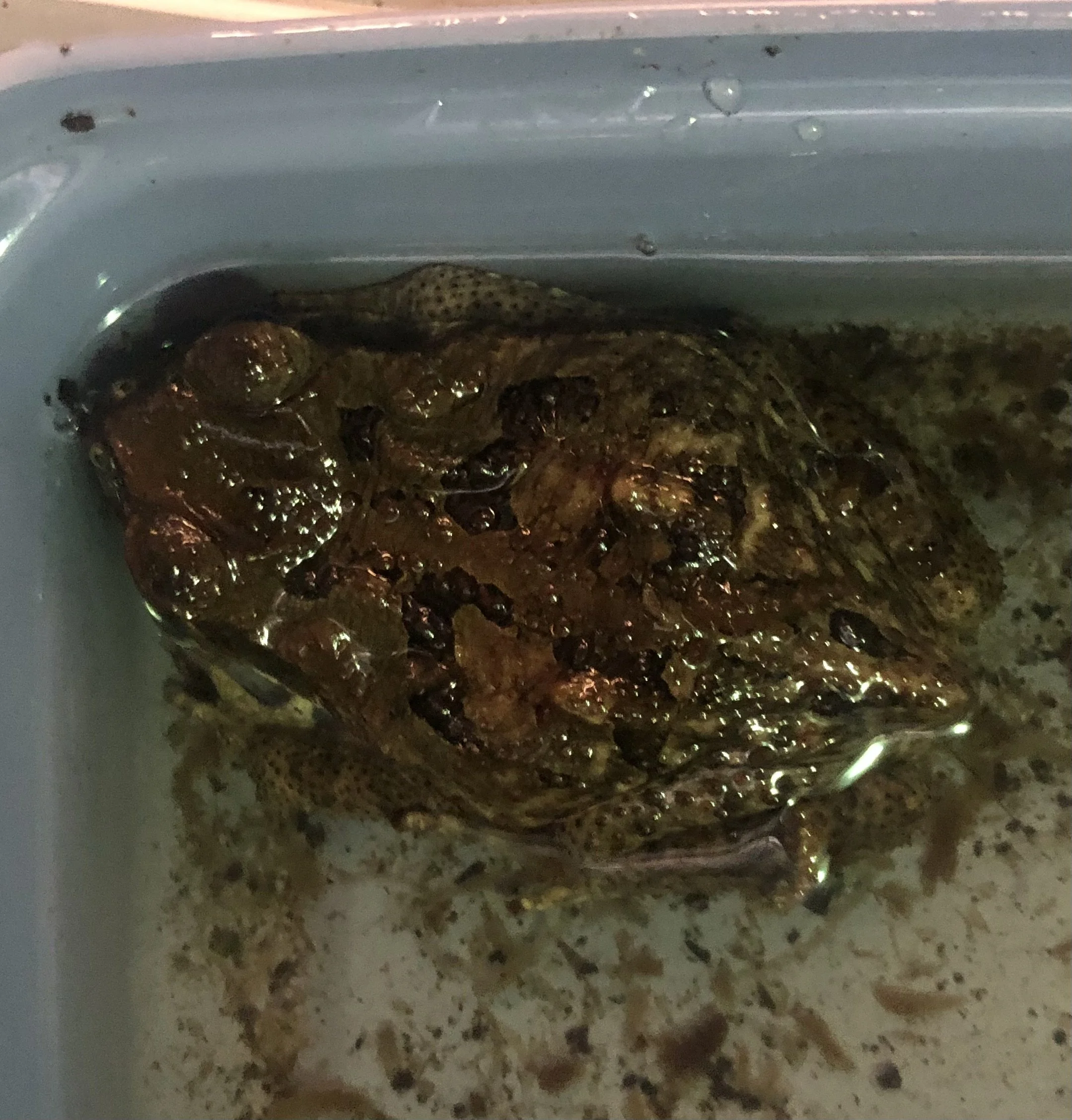 Cane Toad big fat baby unsexed $25