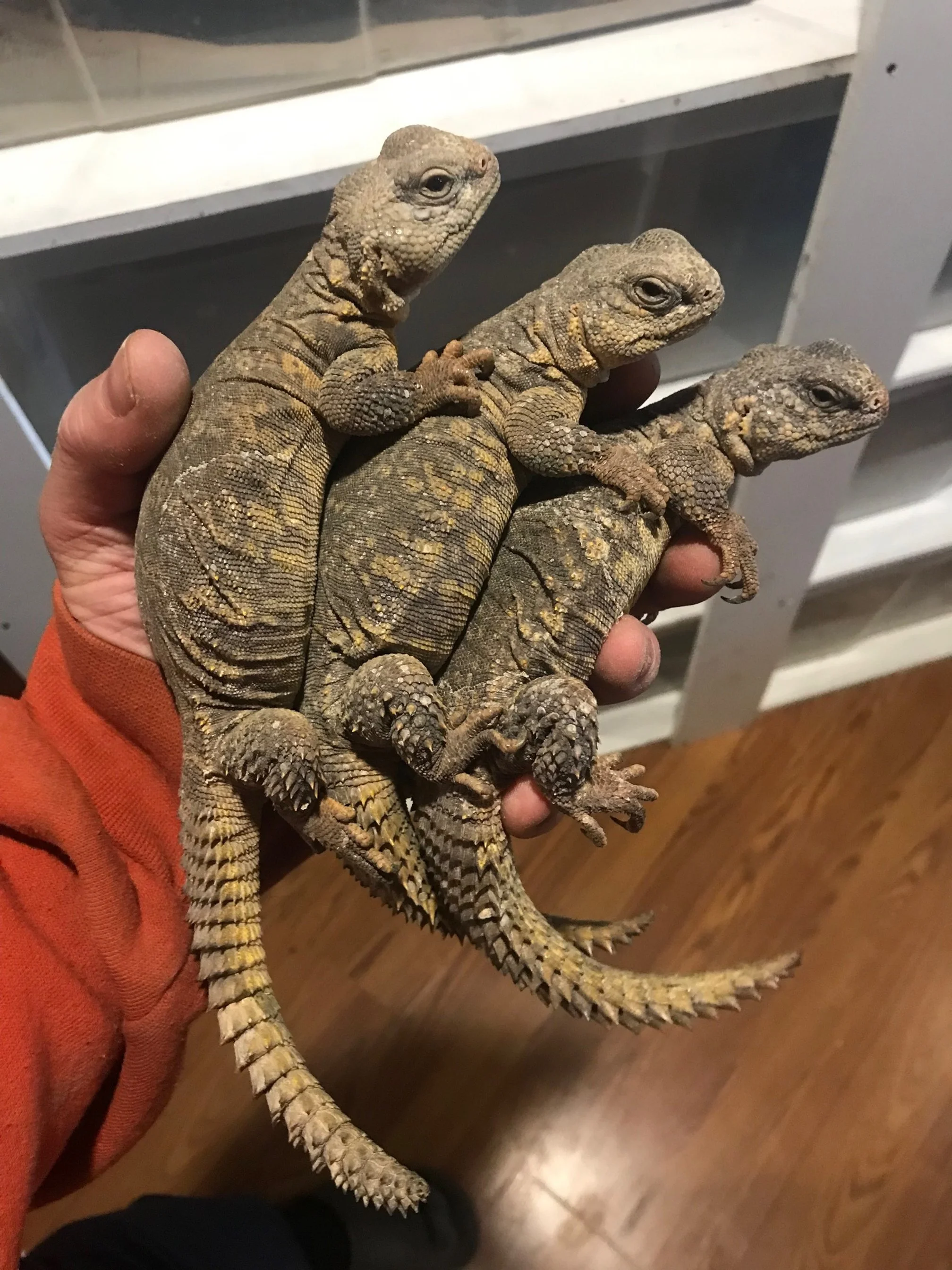 Young adult female Yellow Niger Uromastyx $200. Originally imported to the USA in 2024, treated, hydrated, established and fattened for a full year. They were all brought in to us as rescues and I just decided to not keep them all. They are tame and 