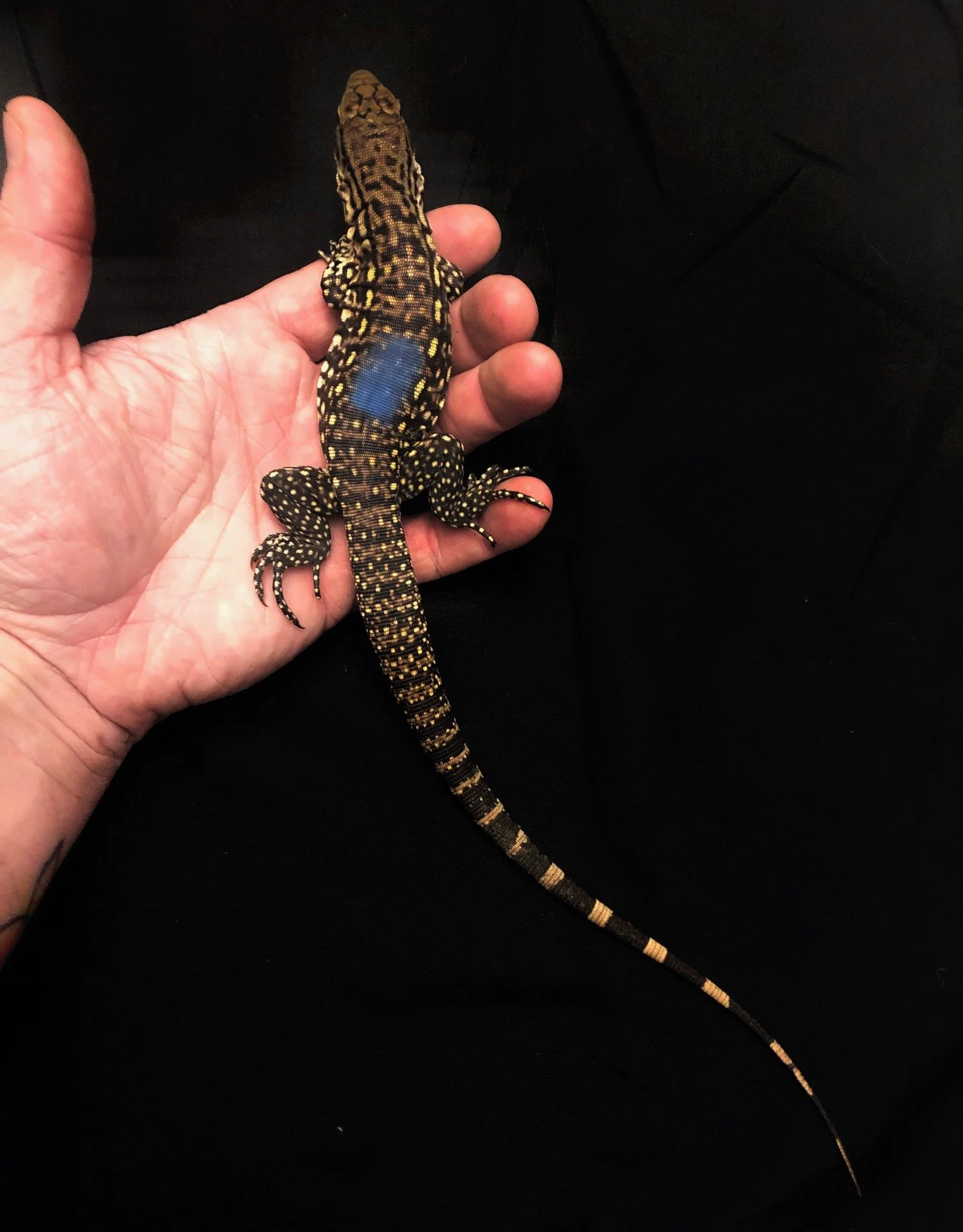 B&W Tegu big baby male #1 $265