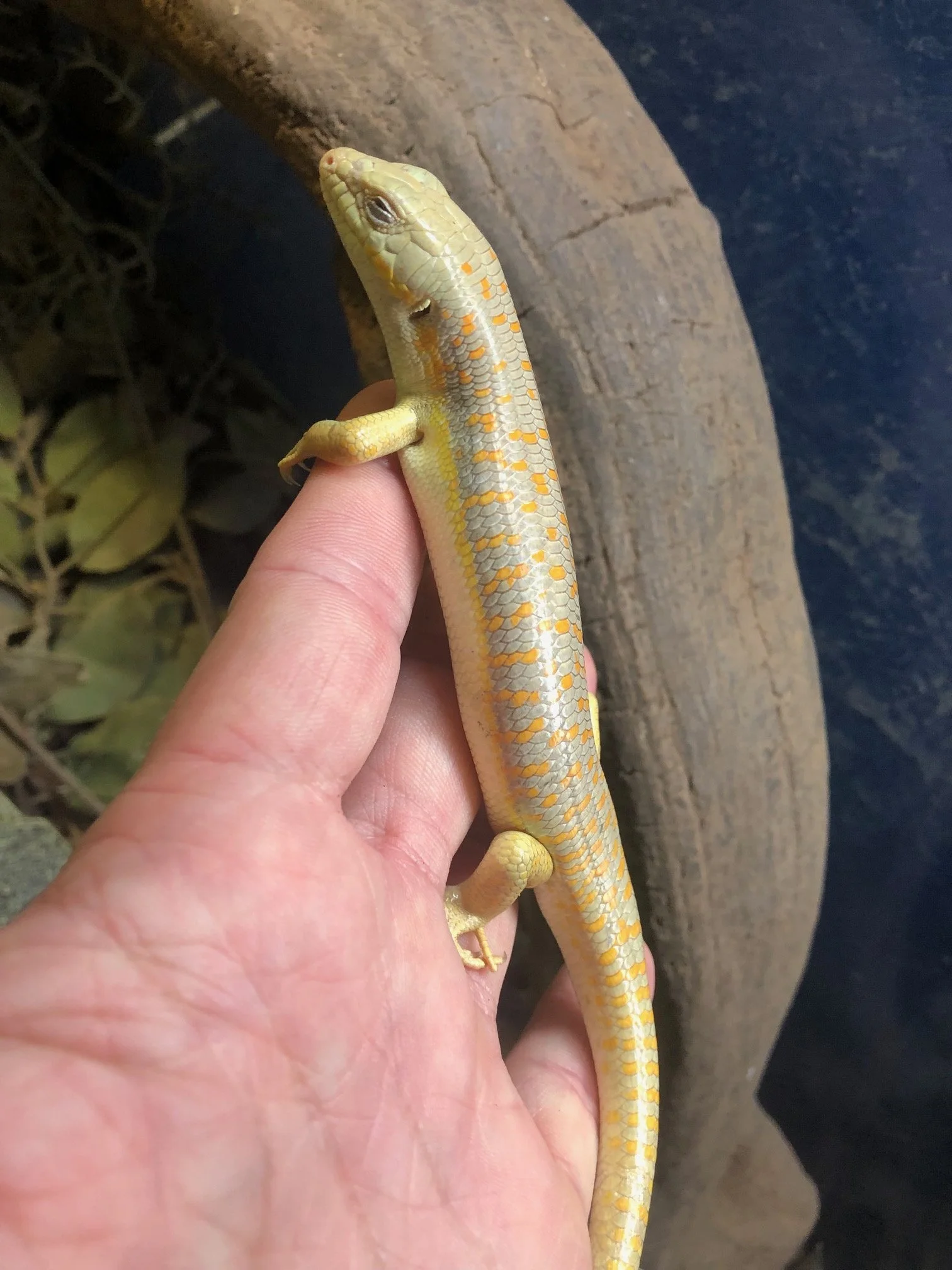 Schneider's Skink (probably female) very healthy $55