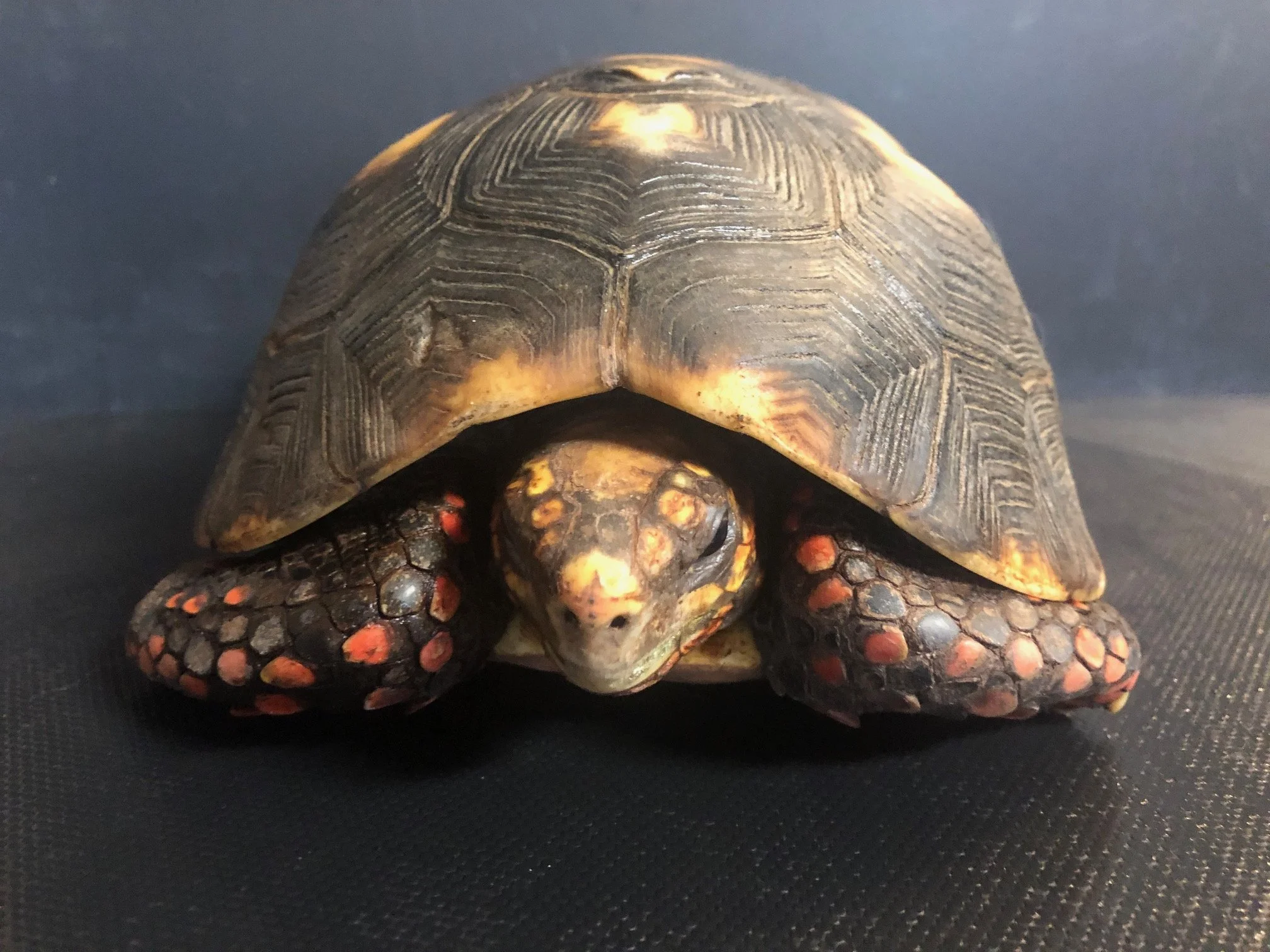 Red Foot Adult Male 10" $350