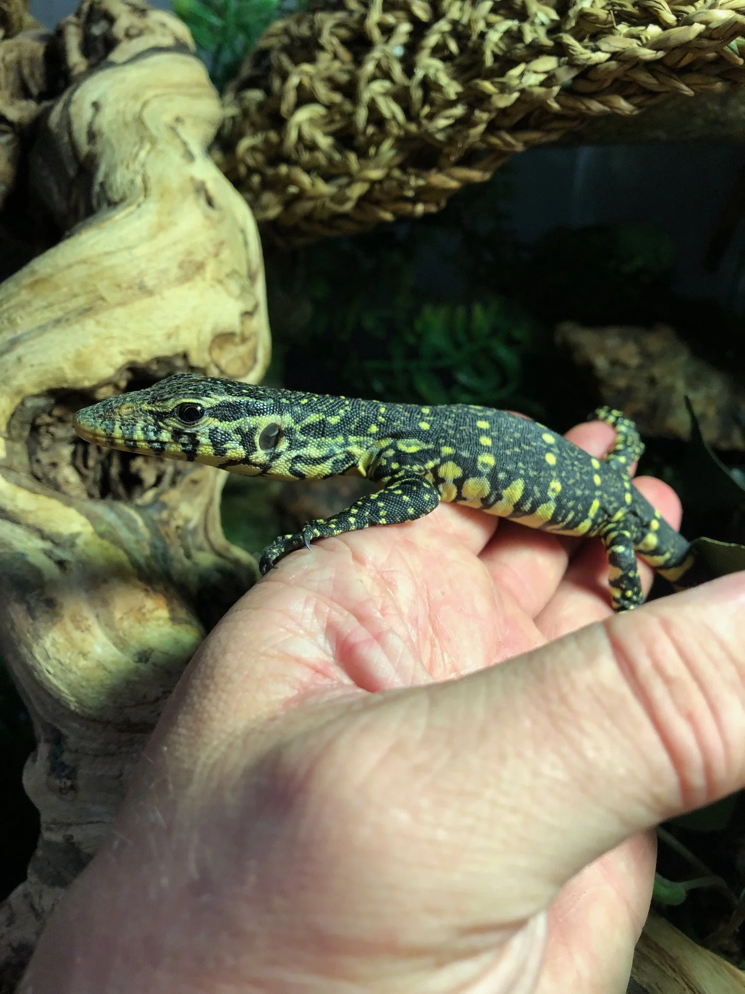 Ornate Nile Monitor babies $150 Beautiful! Very smart and personable. Will have individual photos once they are established and all fat and happy in October sometime. 6 available! 