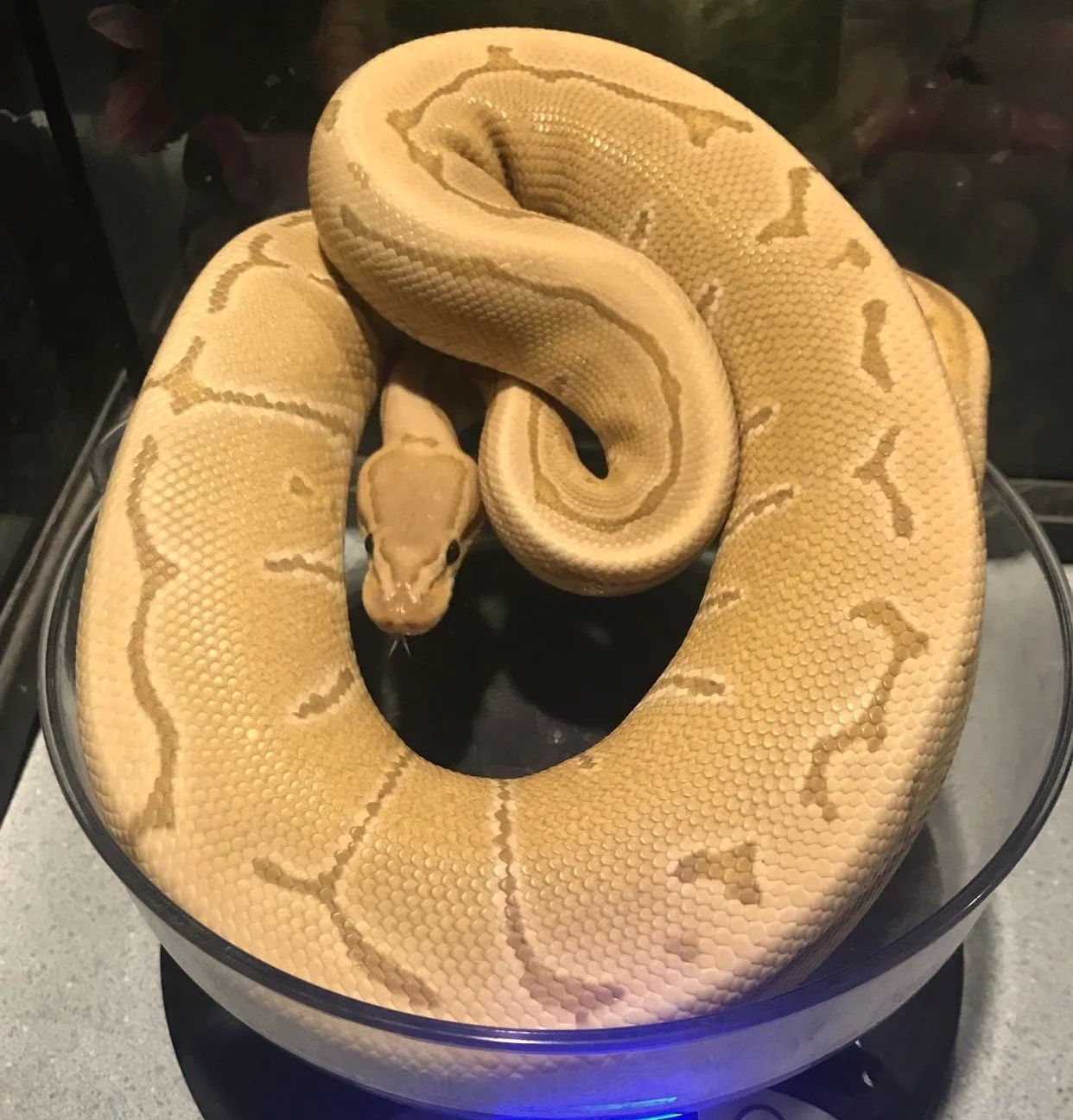 Pinstripe Ultramel subadult female $400 