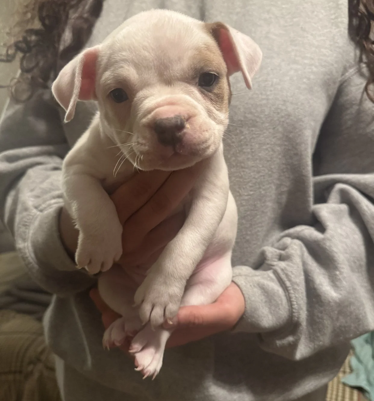 "NYX" Fawn Merle Piebald
1 merle eye patch and one single merle dot on her back. Just as cute as anything could be. $1500
