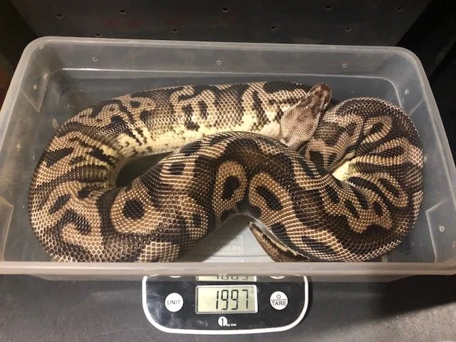 Pastel Leopard Spotnose possible YB #2 adult female $275