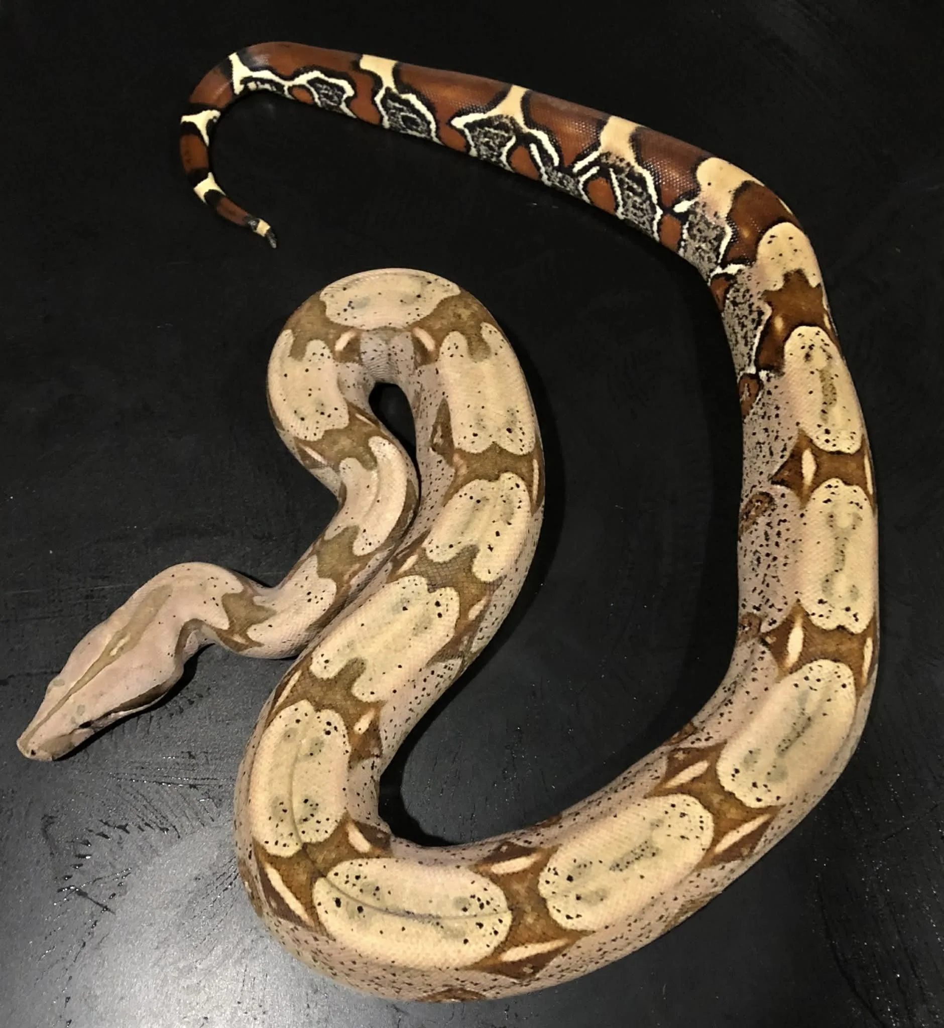 Suriname female