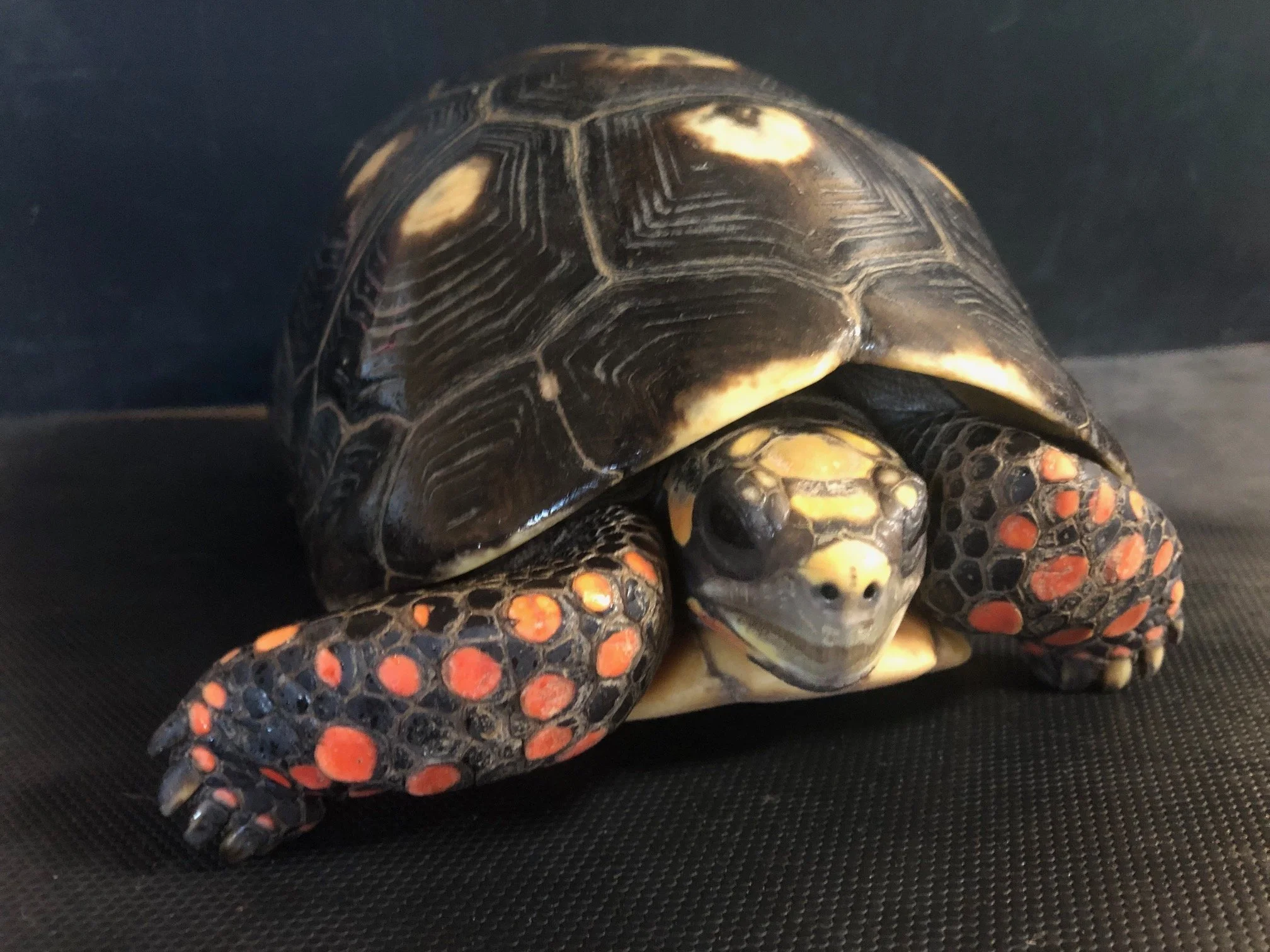 Red Foot Adult Female 10" $400