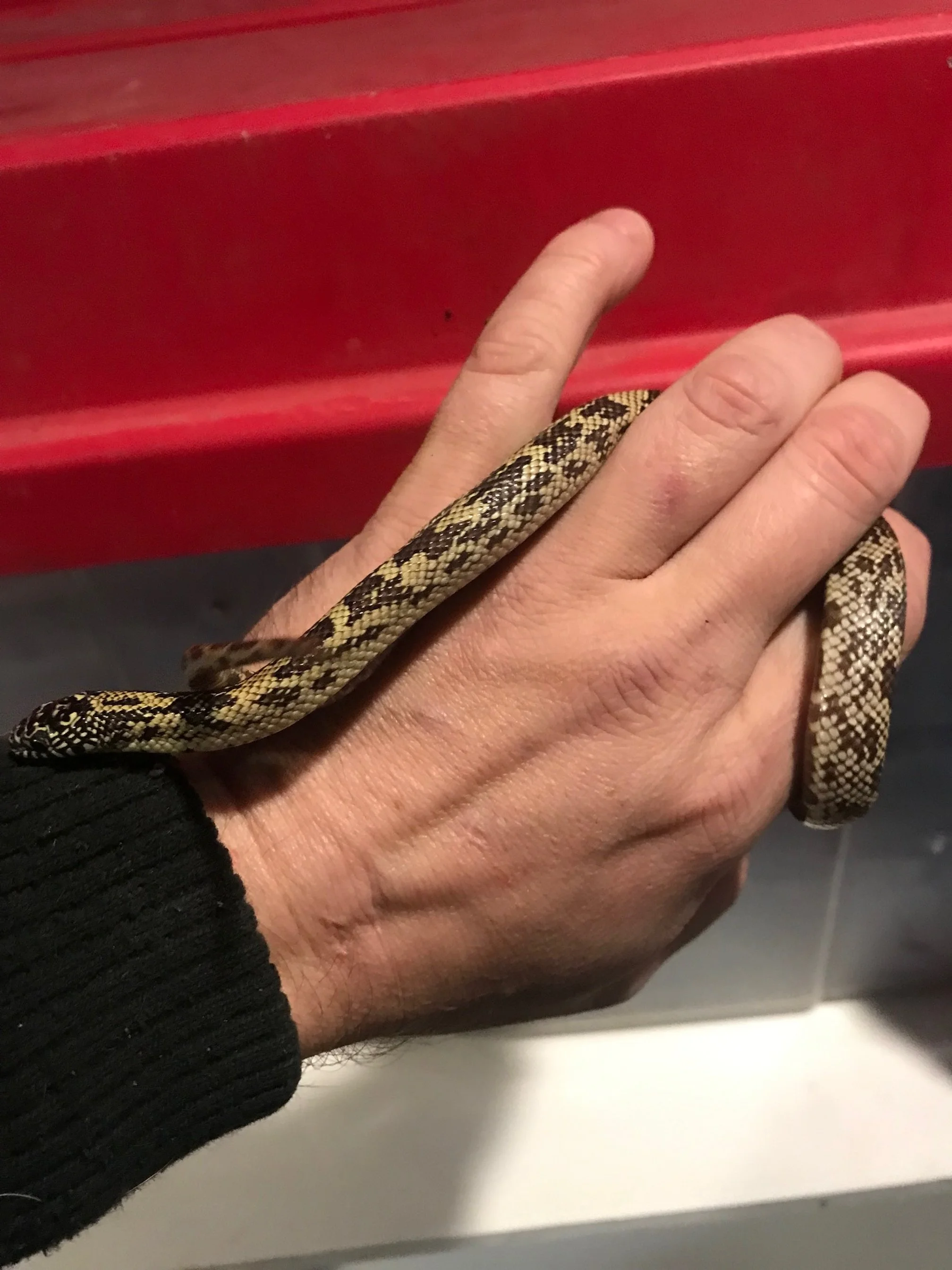 king snake female yearling $30
