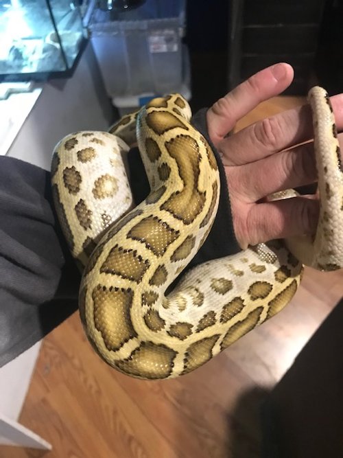Hypo Burmese Python w/ 1 eye. Tame male 2ft long $225