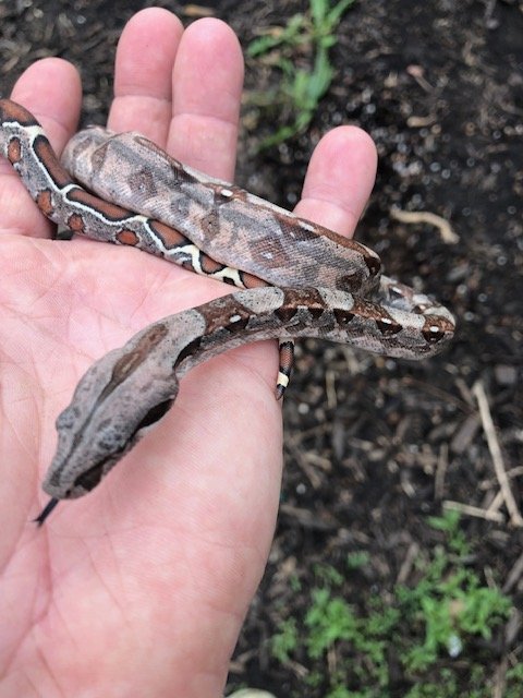 Barranquilla Boa Babies! Each parent is extremely orange and red and pink, probably the most colorful ones on planet earth of this locality. You can already see from the baby photos they are extremely colorful. Babies will be ready after a couple mor