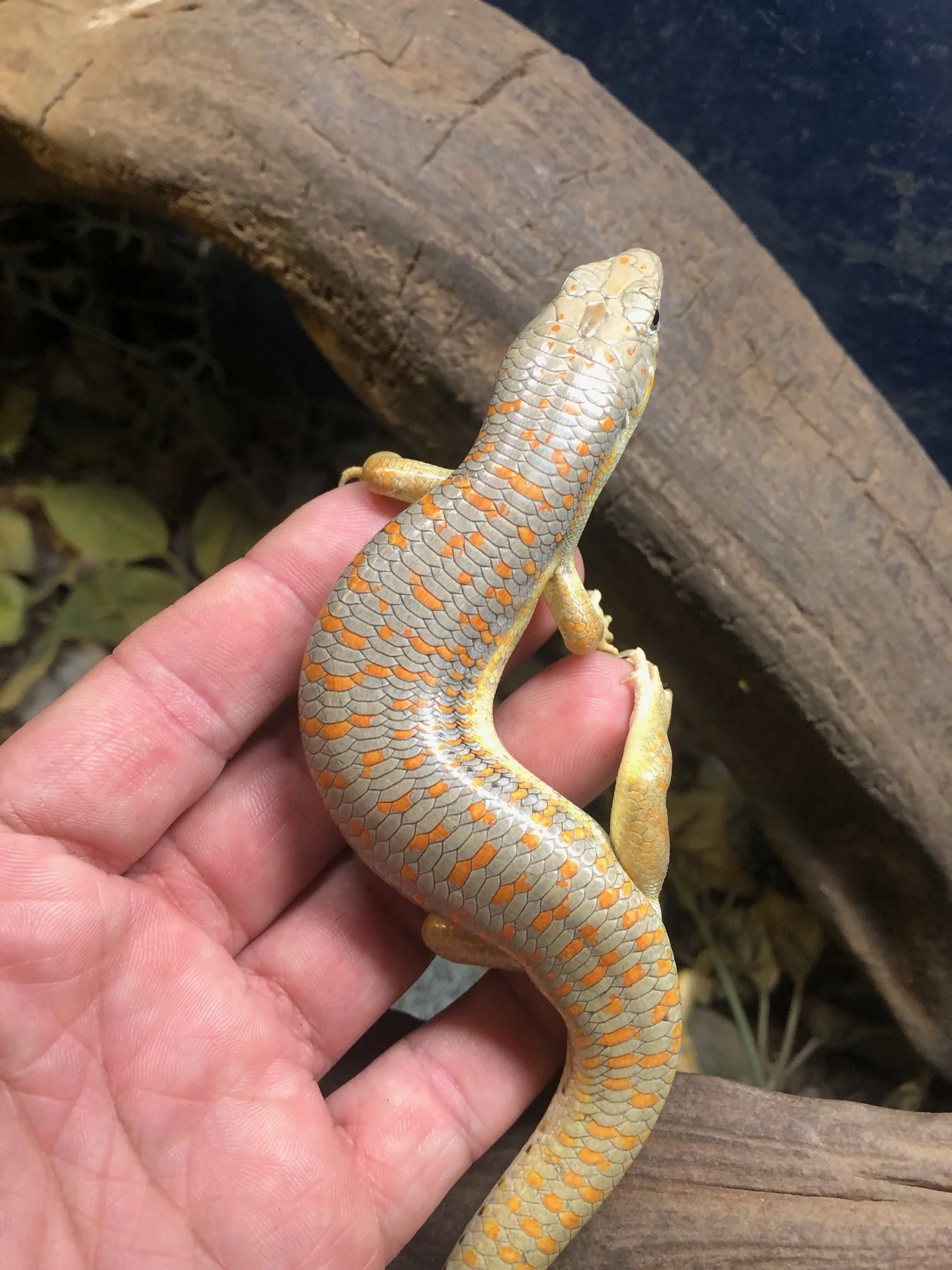 Schneider's Skink (probably male) very healthy $55