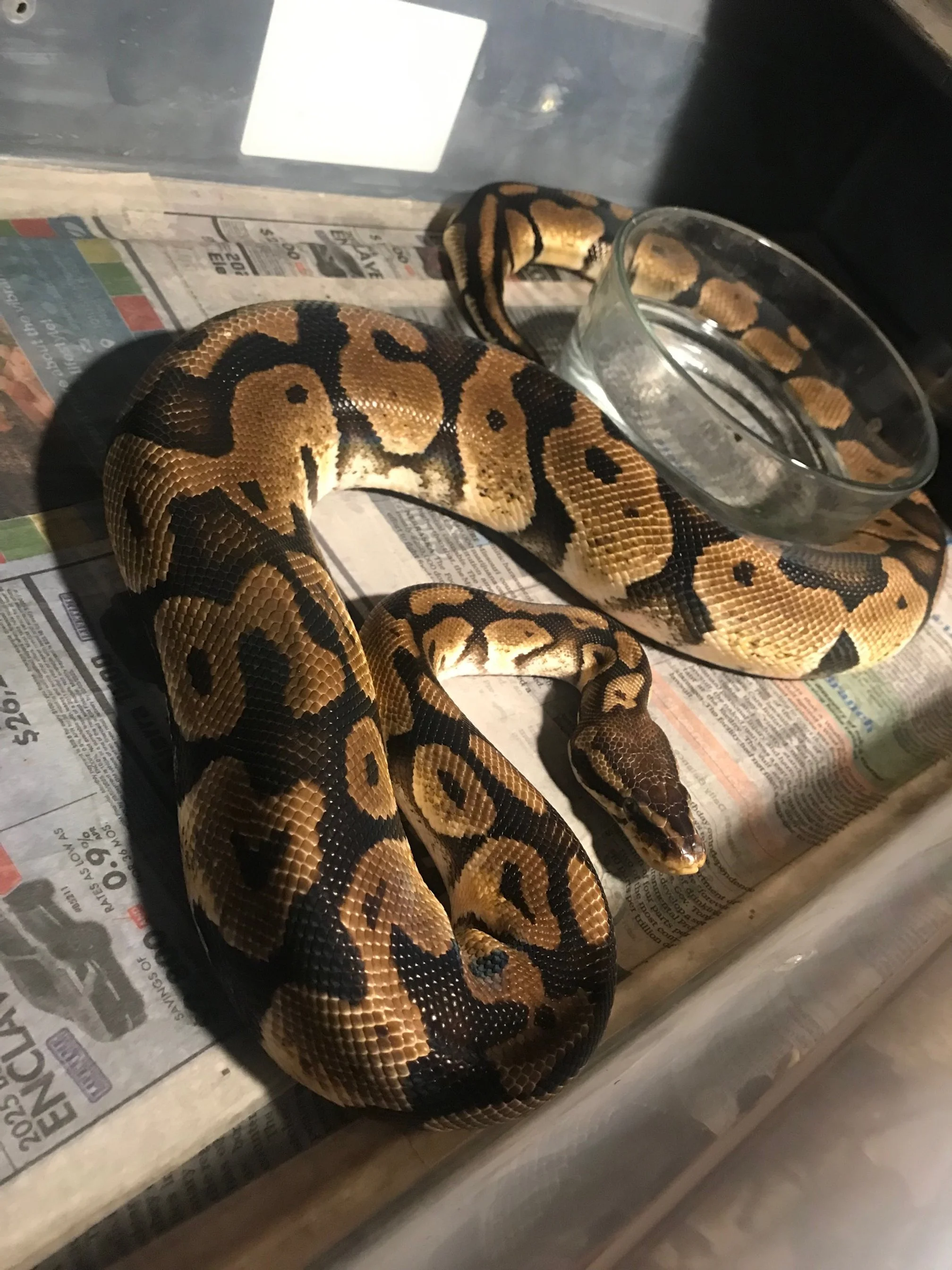 Pastel adult female $40