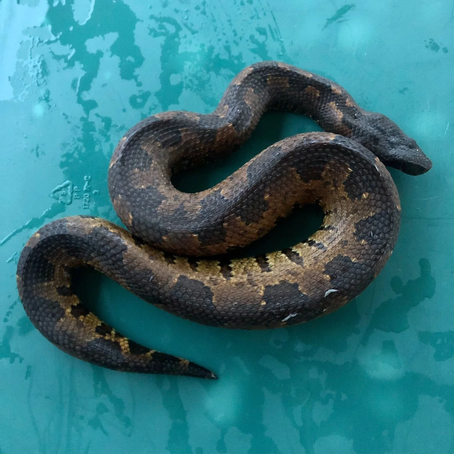 Viper Boa Female #BHVBF02 $225