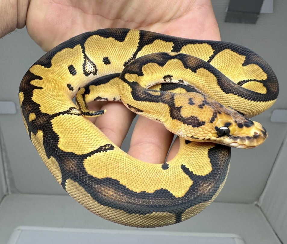ID#LEOCLW-M1GG Leopard Clown Male $165