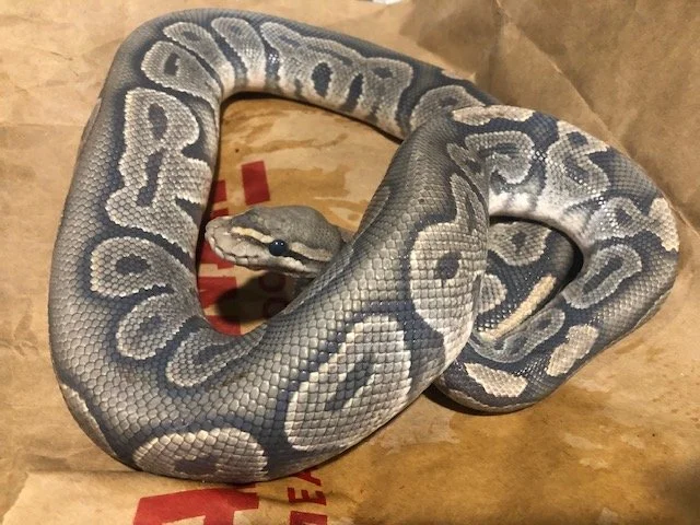 Chocolate Hypo adult male	$125