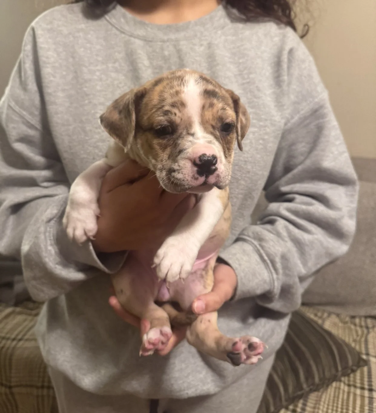 "Tilly" Merle female $1300 First dog to run up to get attention every time!