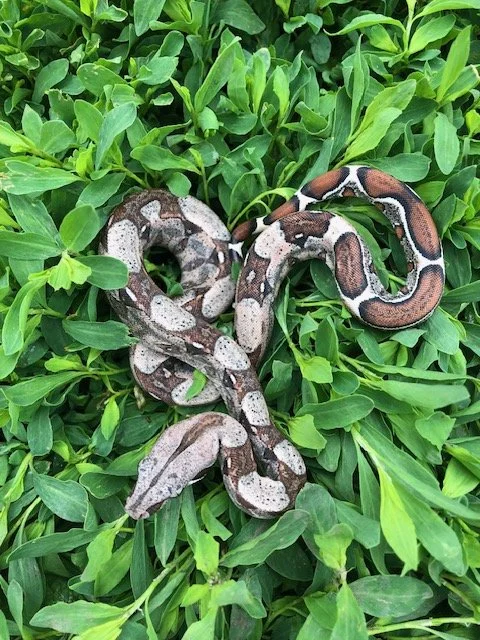 Barranquilla Boa Babies $300/each