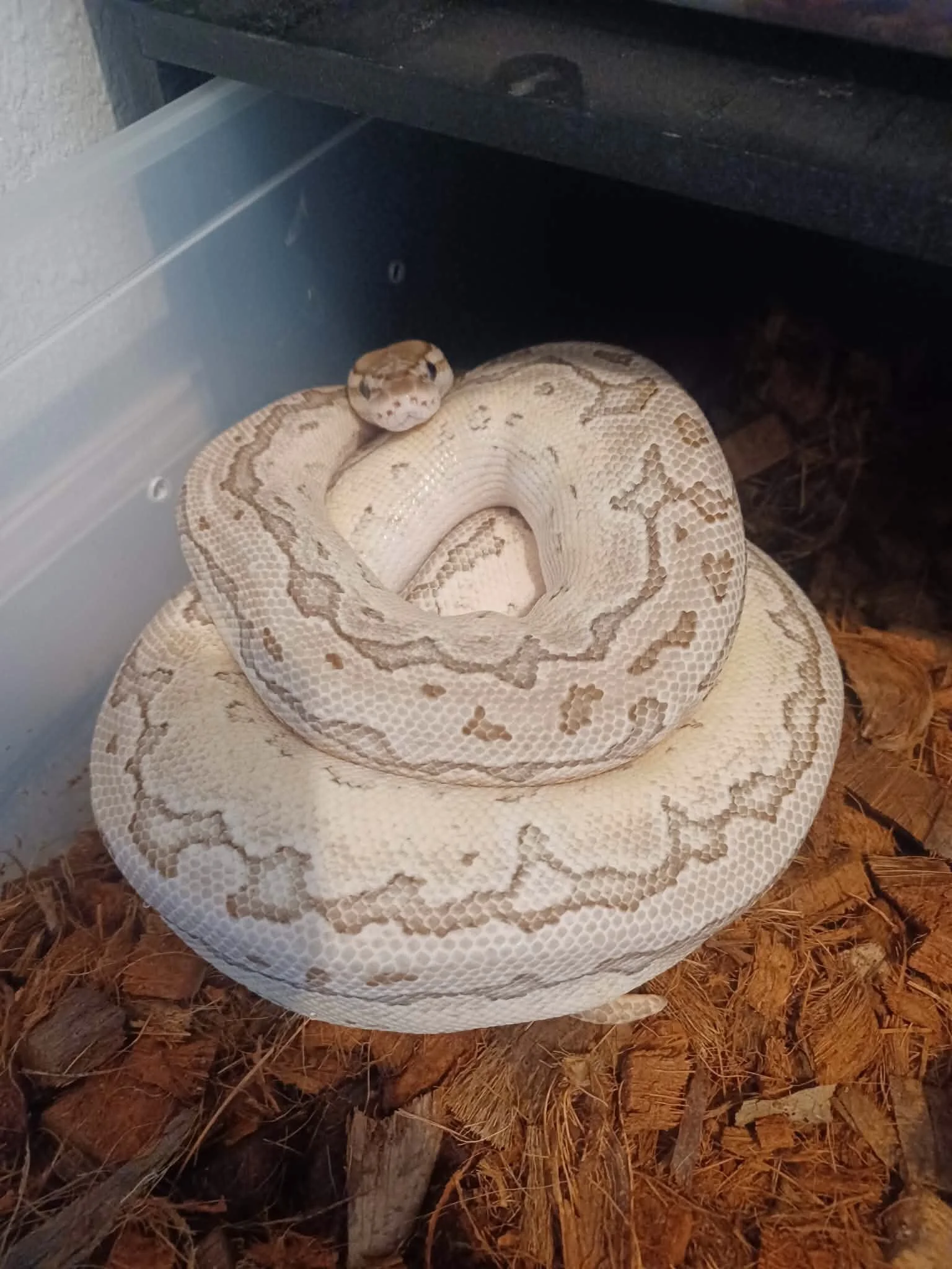 Enchi Kingpin adult female $200