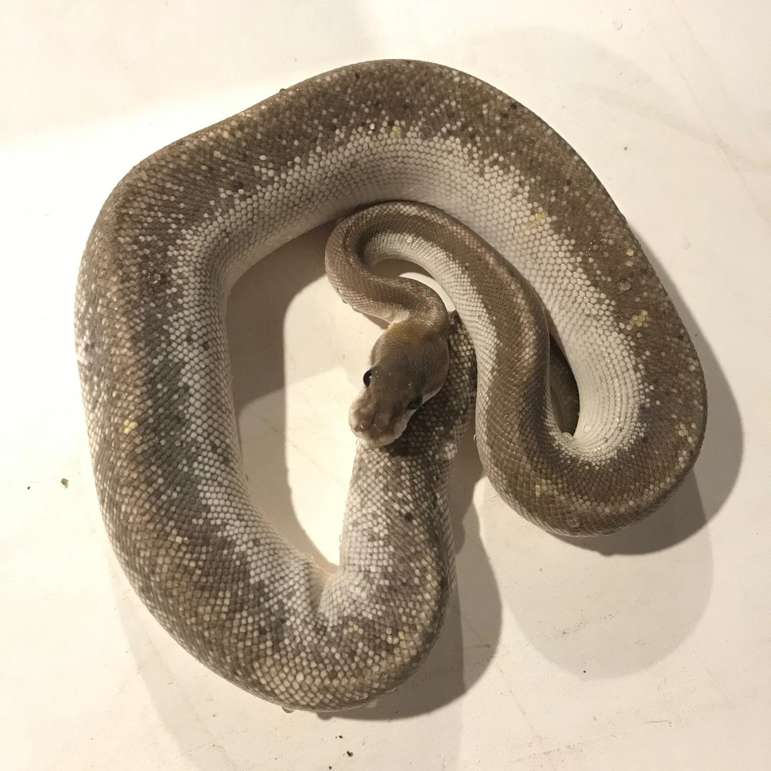 f	pastel super cinny	$350 (on hold)
