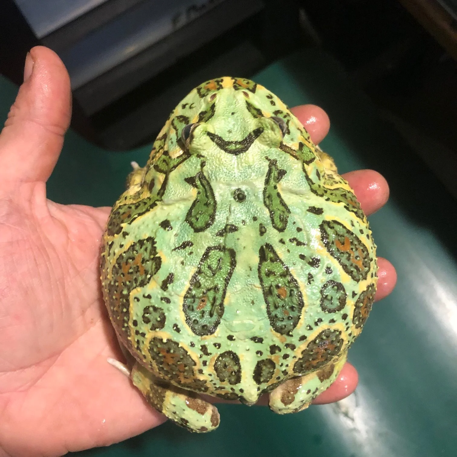 Amphibians & Other Creatures