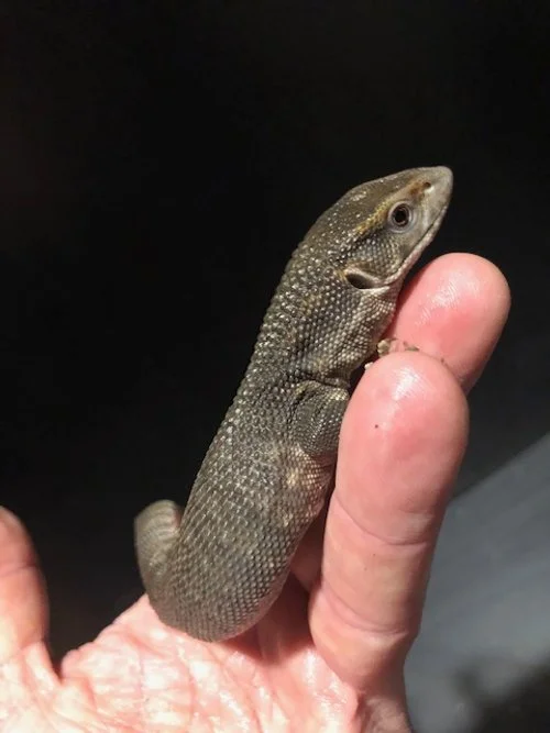 ID# TRSAVY-U0125 Big baby Savannah Monitors $60