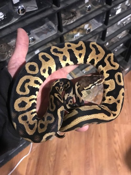 Leopard Pastel Black Belly female 200g $150