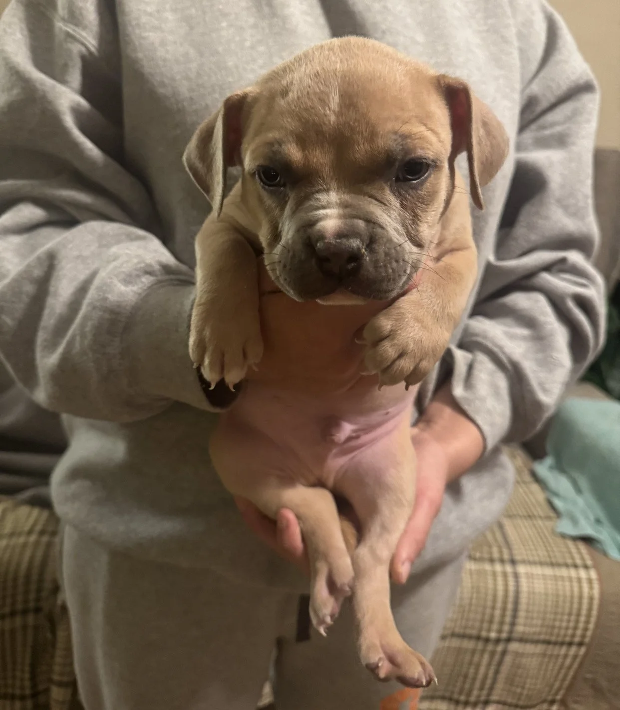 "Bill" Fawn Blue Mask male $1300. This guy is my favorite he's ridiculous and lazy!