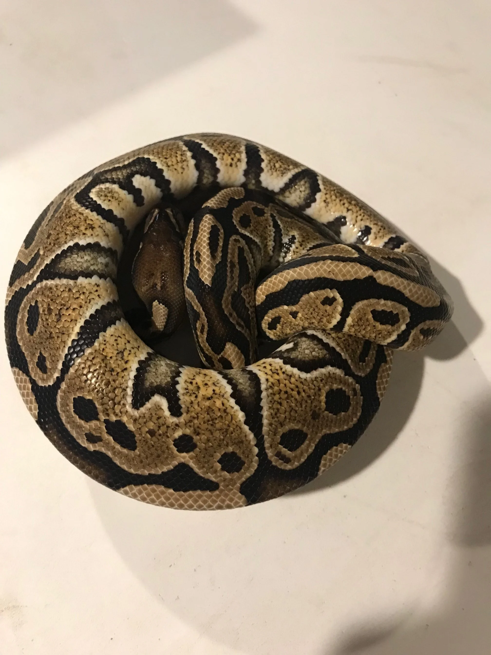 m	Trick het Albino	$40