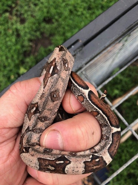 Barranquilla Boa Babies $300/each