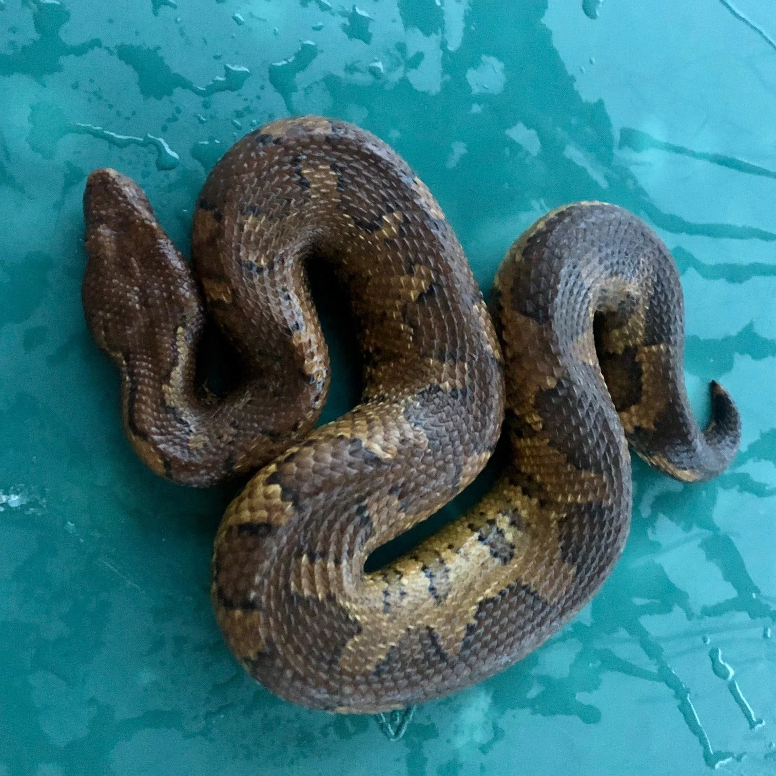 Viper Boa Female #GVBF01 $225