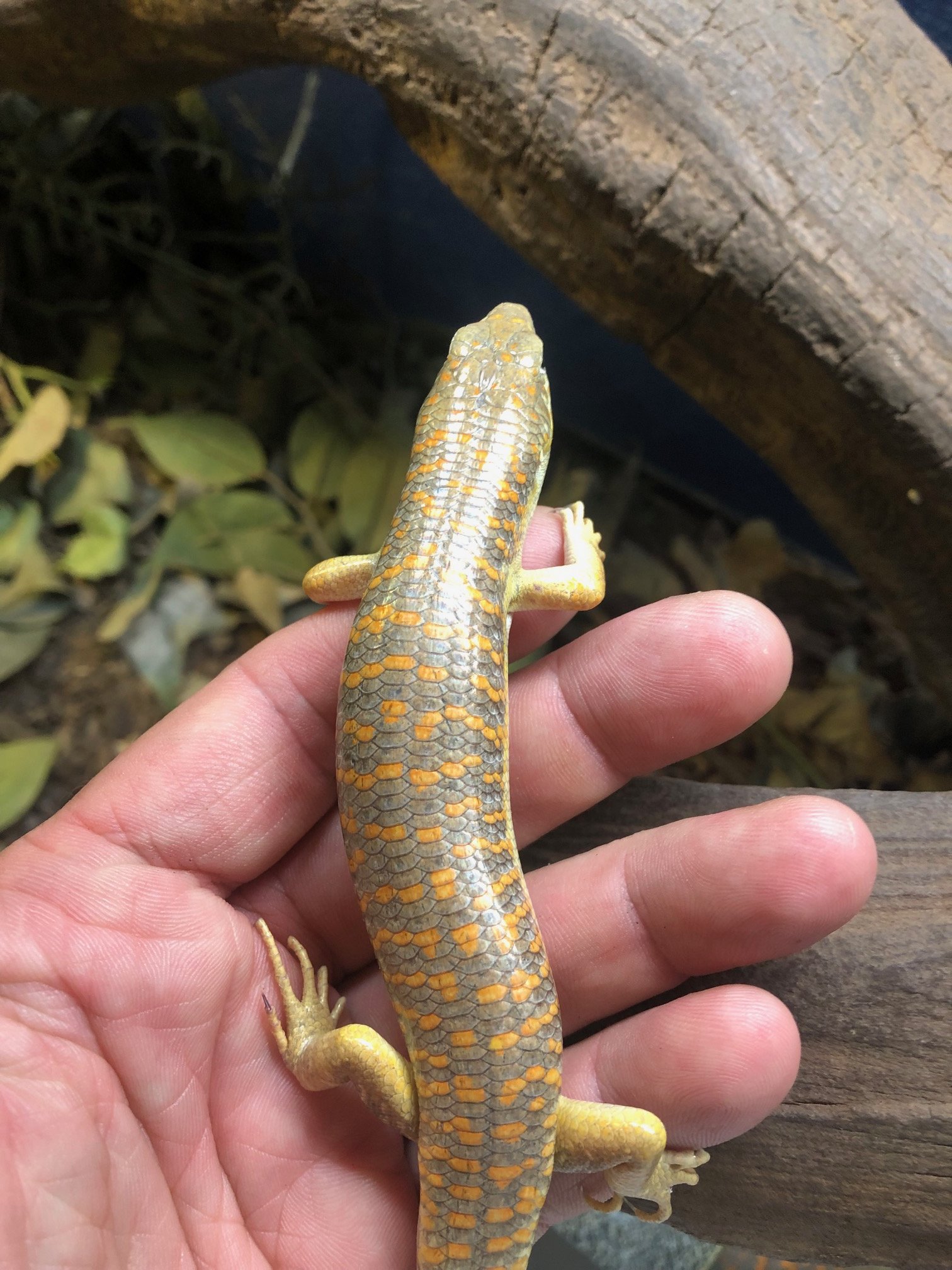Schneider's Skink (probably female) very healthy $55