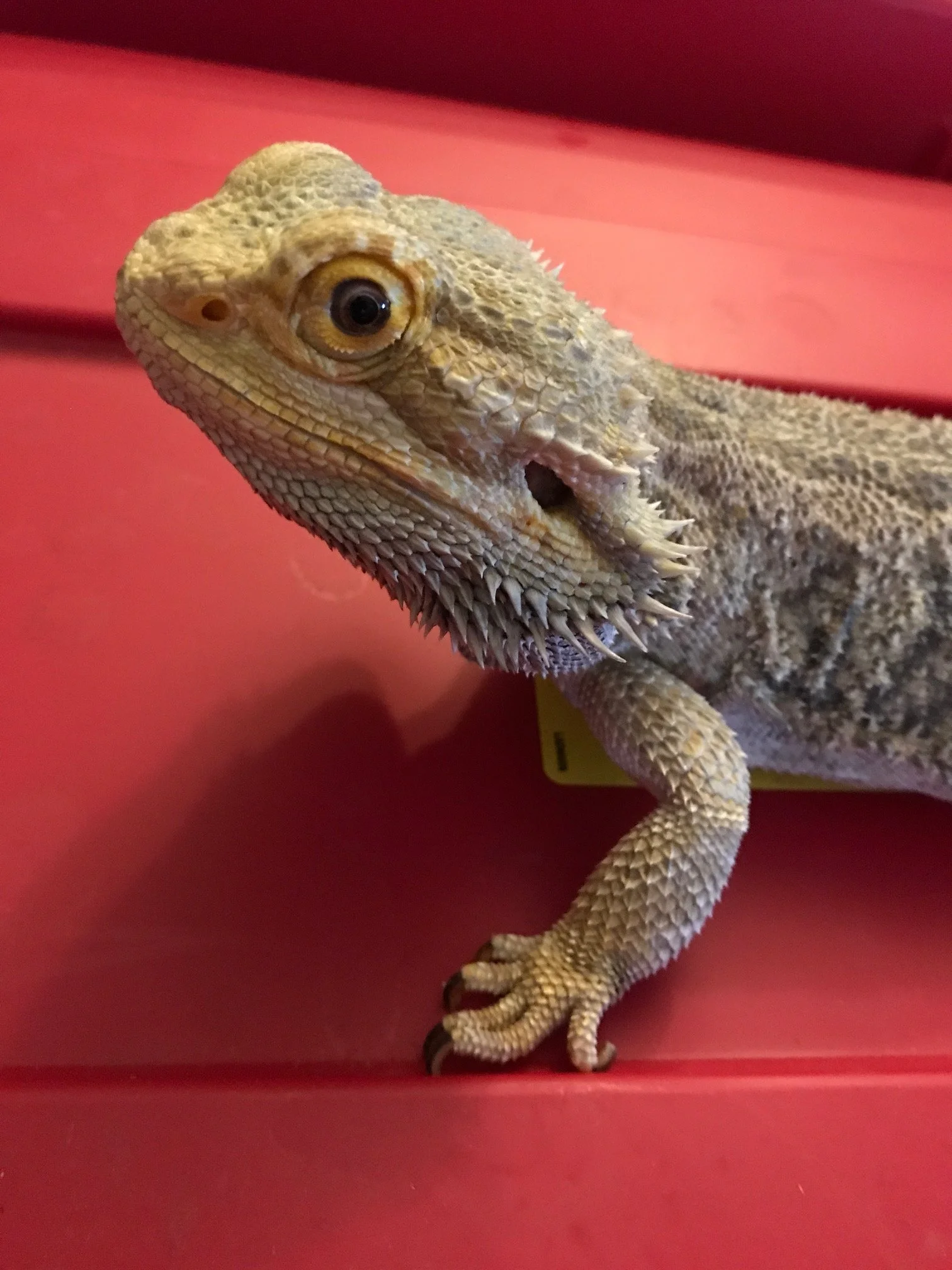 Adult Bearded Dragon $40