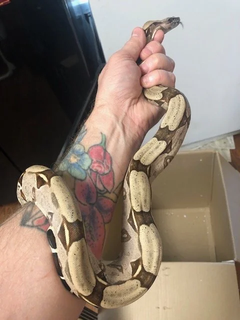 Suriname True Red Tailed Boa male 2.5ft $350 (Female also available for $425, or the pair for $700!)